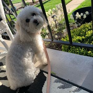 Meet your Posher, Abigail